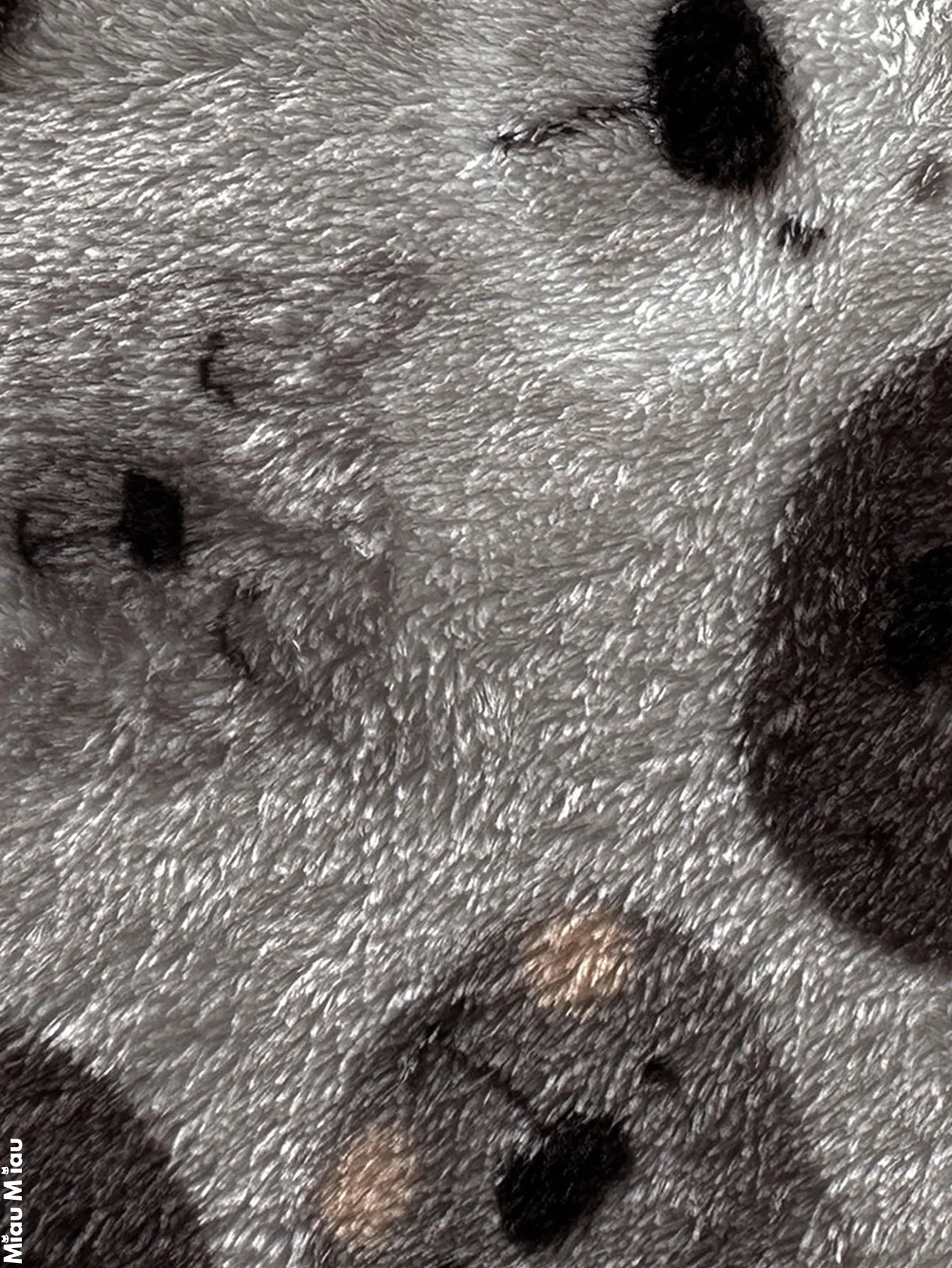 CK928 2011